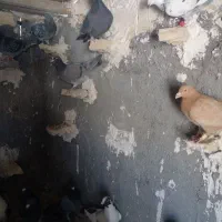 دسته ۳۰تای پلاکی|پرنده|شیراز, کفترک|دیوار