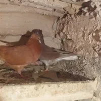 کبوتر دم سفید وطوقی همه کاکلی