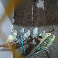 مرغ عشق های کارداده وآماده|پرنده|اقبالیه, |دیوار