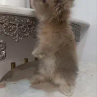 خرگوش لوپ|موش و خرگوش|اراک, |دیوار