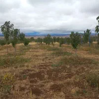 باغ هزار متری معاوضه با خودرو|فروش زمین و ملک کلنگی|زنجان, |دیوار