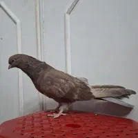 کبوتر نوک قنار نر|پرنده|تهران, وصفنارد|دیوار