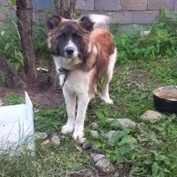 سگ گله|سگ|لاهیجان, شقایق|دیوار