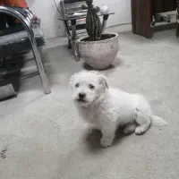 نژاد شیتزو مالتیز|سگ|تبریز, |دیوار