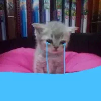 گمشده انگشتر طلا