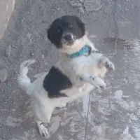 پاکوتا ماده خراسانی گیرند