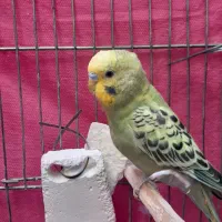 مرغ عشق|پرنده|قم, ولیعصر|دیوار