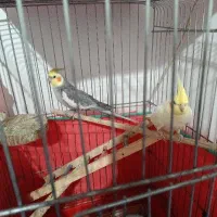 عروس هلندی