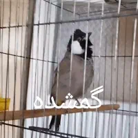 قناری پرنده