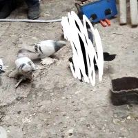 کفتر کاغذی|پرنده|تبریز, |دیوار