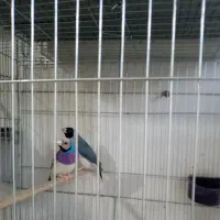 گلدین فنچ پرنده سهره استرالیایی