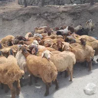 بز و دام زنده