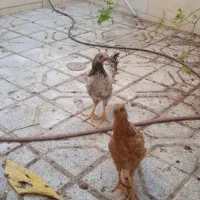 جوجه