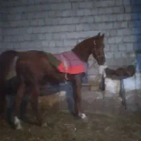 فروش نریان ۴ ساله