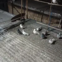 کبوتر|پرنده|شهریار, اسد‌آباد|دیوار