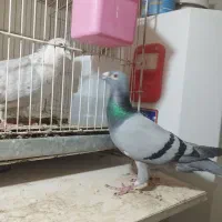 سبز ماده درشت و مسافتی|پرنده|مشهد, وکیل‌آباد|دیوار