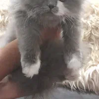 گربه پرشین|گربه|تهران, خواجه نظام الملک|دیوار