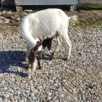 بز گلابی|حیوانات مزرعه|گنبد کاووس, |دیوار