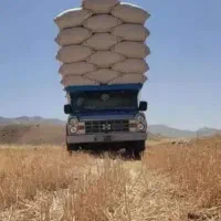 کاه دیم گندم امسال درجه یک