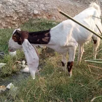 بز پاکستانی|حیوانات مزرعه|برازجان, |دیوار