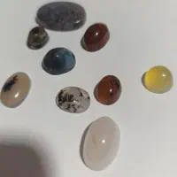 پرنده کفتر نگین