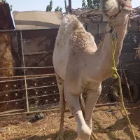بچه شتر|حیوانات مزرعه|قم, باجک دو|دیوار
