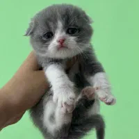 بچه گربه های زیبا و دلربا|گربه|آبادان, |دیوار