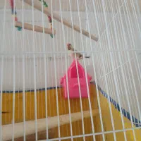 فنج کراباتی