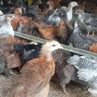 جوجه مرغ کردی، گلپایگان، کاکلی
