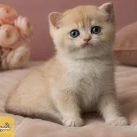 بچه گربه خانگی بریتیش، دستی و تمییز