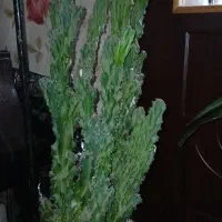 گل کاکتوس|گل و گیاه طبیعی|رشت, آتشگاه|دیوار