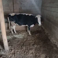 گاو گوساله نر سیمنتال