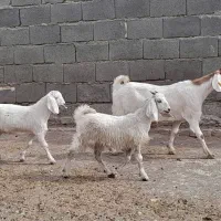 بز‌بزغاله‌دار‌جملی‌شیرا‌سالممیش‌بره