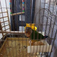 دوتا گریچینک|پرنده|کاشان, خزاق|دیوار