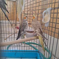 پرنده|پرنده|اصفهان, اشکاوند|دیوار
