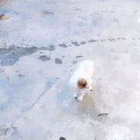 تول سگ دوماه پامرانین