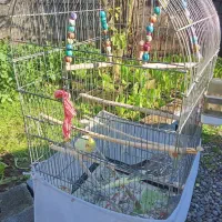 دو عدد عروس هلندی دست آموز نرو ماده