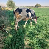 گاو گوساله ماده صحرایی