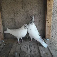 دوچرخه موتورسیکلت|دوچرخه، اسکیت، اسکوتر|آران و بیدگل, |دیوار