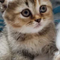 بچه گربه اسکاتیش دبل فولد تبی اصیل ومهربون