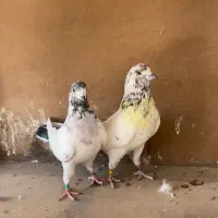 کبوتر سبز و کبوتر کل دم سبز