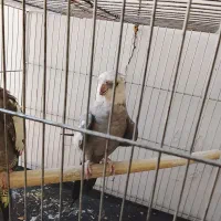 عروس هلندی دستی سخن گو|پرنده|دورود, |دیوار