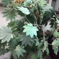 درختچه