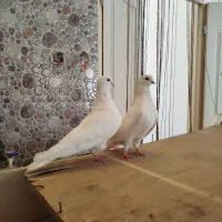 تهرانی نوک ریز|پرنده|شیروان (لرستان), |دیوار