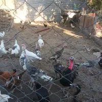 بوقلمون وغازفروشی