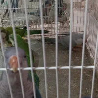 جوجه راهب دونخور تعداد