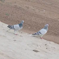یک جفت شامی دم سفدنرماده