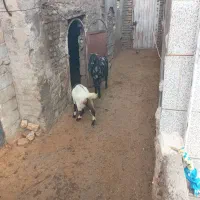 دوعددبز آبستن پاکستانی