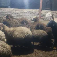 بره بیست و پنج راس