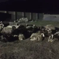 نیاز مند چوپان همراه خانواده